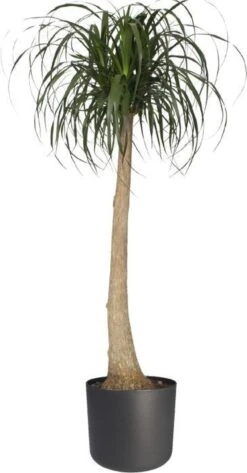 Elho B.for Soft Rond 35 - Bloempot Voor Binnen - Ø 34.5 X H 32.3 Cm - Antraciet -Tuinwinkel Voor Buitenartikelen 627x1200