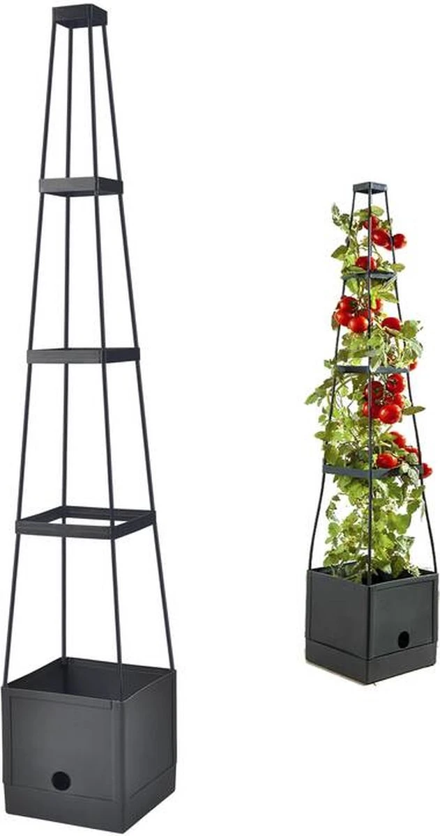 Merkloos Tomaten - Kruipplant Met Wateropslagfunctie 1 Merkloos Tomaten - Kruipplant Met Wateropslagfunctie