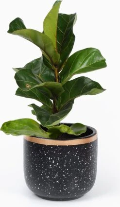 Bloempotten Binnen - Keramiek - Gouden Rand - Bloempot Buiten - Afvoergat 24 - Small Set Van 3 - 15 Cm -Tuinwinkel Voor Buitenartikelen 695x1200