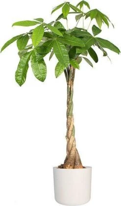 Elho B.for Soft Rond 30 - Bloempot Voor Binnen - Ø 29.5 X H 27.6 Cm - Wit 29 Elho B.for Soft Rond 30 - Bloempot Voor Binnen - Ø 29.5 X H 27.6 Cm - Wit -Tuinwinkel Voor Buitenartikelen 708x1200 1