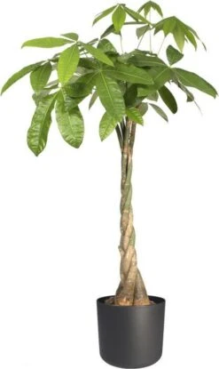 Elho B.for Soft Rond 35 - Bloempot Voor Binnen - Ø 34.5 X H 32.3 Cm - Antraciet -Tuinwinkel Voor Buitenartikelen 714x1200 3