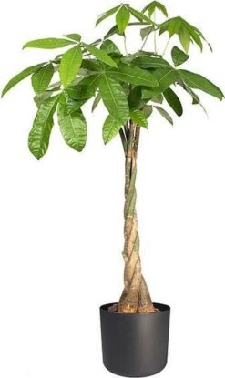 Elho B.for Soft Rond 30 - Bloempot Voor Binnen - Ø 29.5 X H 27.6 Cm - Antraciet -Tuinwinkel Voor Buitenartikelen 714x1200 6