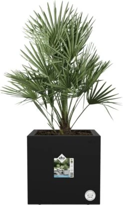 Elho Vivo Next Vierkant 30 - Plantenbak Voor Binnen & Buiten - Ø 29.5 X H 29.5 Cm - Zwart/Living Black 28 Elho Vivo Next Vierkant 30 - Plantenbak Voor Binnen & Buiten - Ø 29.5 X H 29.5 Cm - Zwart/Living Black -Tuinwinkel Voor Buitenartikelen 720x1200 1