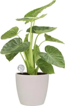 Elho Aqua Care 9 - Accessoires Voor Binnenaccessoires - Ø 17.3 X H 32.0 Cm - Transparant/Transparant -Tuinwinkel Voor Buitenartikelen 737x1200 2