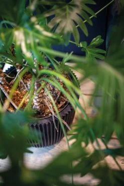 Capi Europe - Bloempot Bol Groove NL - 43x41 - Zwart - Voor Binnen En Buiten - KGVBL933 -Tuinwinkel Voor Buitenartikelen 799x1200 34