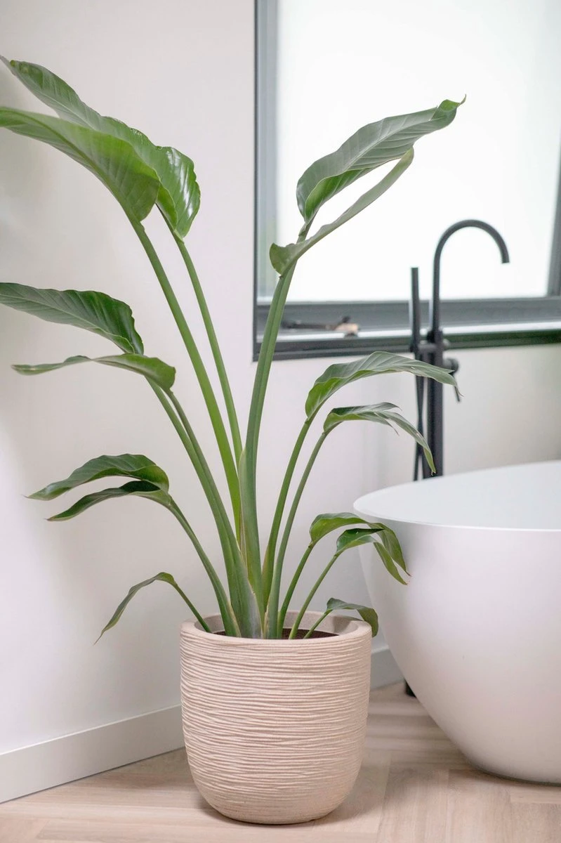 Capi Europe - Bloempot Bol Waste Rib NL - 35x34 - Terrazzo Beige - Voor Binnen En Buiten - KTBR932 2 Capi Europe - Bloempot Bol Waste Rib NL - 35x34 - Terrazzo Beige - Voor Binnen En Buiten - KTBR932 - Afbeelding 2