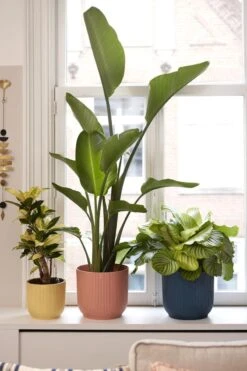 Elho Vibes Fold Rond 25 - Bloempot Voor Binnen - Ø 25.0 X H 23.0 Cm - Delicaat Roze 11 Elho Vibes Fold Rond 25 - Bloempot Voor Binnen - Ø 25.0 X H 23.0 Cm - Delicaat Roze -Tuinwinkel Voor Buitenartikelen 800x1200 101