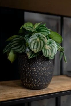 Plantenpot/Bloempot In Het Lava-look Zwart Dia 15 Cm En Hoogte 13 Cm - Voor Binnen -Tuinwinkel Voor Buitenartikelen 800x1200 127