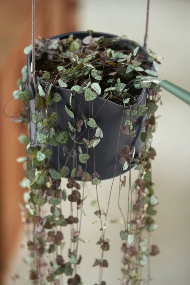 Elho B.for Swing 18 Hangpot - Bloempot Voor Binnen - Ø 18.0 X H 16.5 Cm - Zwart/Antraciet 7 Elho B.for Swing 18 Hangpot - Bloempot Voor Binnen - Ø 18.0 X H 16.5 Cm - Zwart/Antraciet - Afbeelding 7