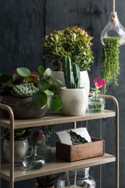 Mica Decorations Lester Bloempot - H18 X Ø20 Cm - Terracotta - Groen -Tuinwinkel Voor Buitenartikelen 800x1200 132