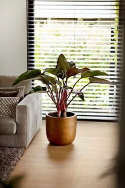 Capi Europe - Bloempot Bol Retro XL - 42x41 - Goud - Bloempot Voor Binnen - Opening ⌀36 - RTG933 -Tuinwinkel Voor Buitenartikelen 800x1200 138