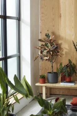 Elho B.for Soft Rond 35 - Bloempot Voor Binnen - Ø 34.5 X H 32.3 Cm - Antraciet -Tuinwinkel Voor Buitenartikelen 800x1200 140