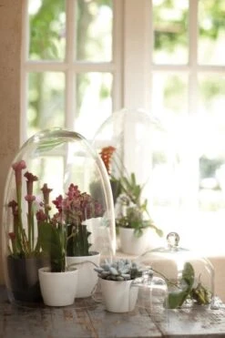 Elho B.for Soft Rond 35 - Bloempot Voor Binnen - Ø 34.5 X H 32.3 Cm - Antraciet -Tuinwinkel Voor Buitenartikelen 800x1200 142