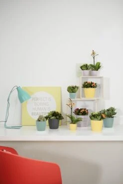 Elho Brussels Rond Mini 7 - Bloempot Voor Binnen - Ø 6.7 X H 6.0 Cm - Zwart/Antraciet 7 Elho Brussels Rond Mini 7 - Bloempot Voor Binnen - Ø 6.7 X H 6.0 Cm - Zwart/Antraciet -Tuinwinkel Voor Buitenartikelen 800x1200 146