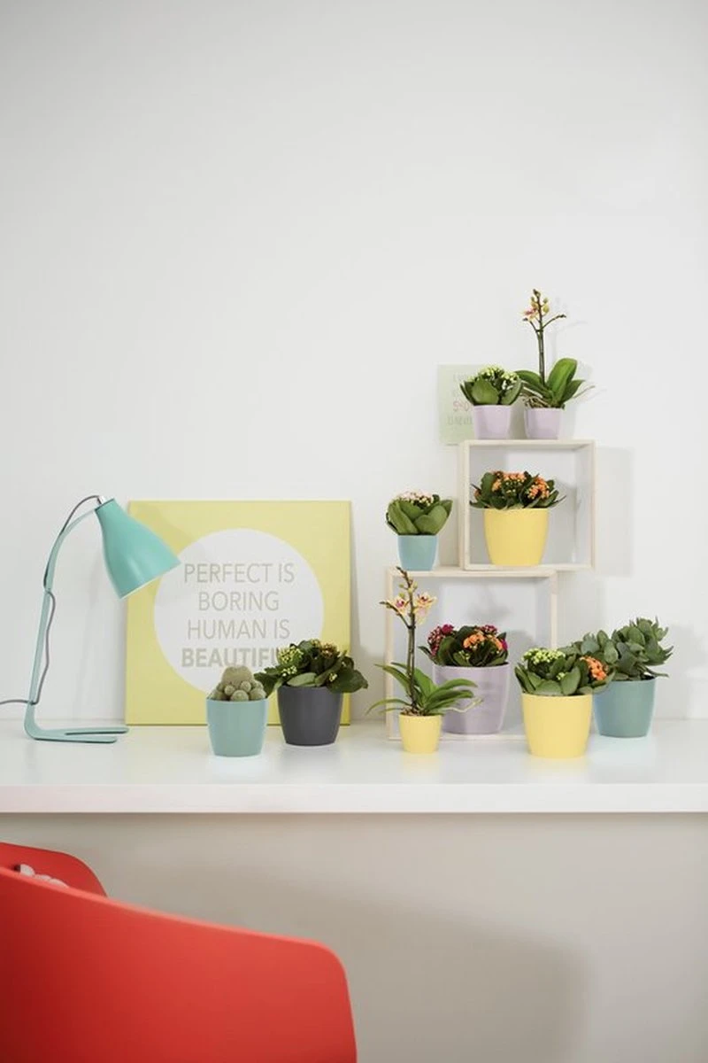 Elho Brussels Rond Mini 7 - Bloempot Voor Binnen - Ø 6.7 X H 6.0 Cm - Zwart/Antraciet 4 Elho Brussels Rond Mini 7 - Bloempot Voor Binnen - Ø 6.7 X H 6.0 Cm - Zwart/Antraciet - Afbeelding 4