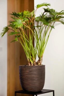 Capi Europe - Bloempot Bol Rib NL - 54x52 - Zwart - Voor Binnen En Buiten - KBLR935 13 Capi Europe - Bloempot Bol Rib NL - 54x52 - Zwart - Voor Binnen En Buiten - KBLR935 -Tuinwinkel Voor Buitenartikelen 800x1200 148