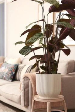 Elho Vibes Fold Rond Wielen 35 - Bloempot Voor Binnen - Ø 34.9 X H 32.4 Cm - Zijdewit -Tuinwinkel Voor Buitenartikelen 800x1200 158