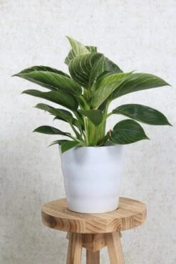 WL Plants - Bloempot Binnen - Set Van 4 - Dawn Ø12 Wit - Luxe Bloempotten Voor Binnen - Bloempotten Voor Buiten - Bloembak & Plantenpot - Hoogte 12,5 Cm - Keramisch Met Hoogwaardige Afwerking -Tuinwinkel Voor Buitenartikelen 800x1200 175