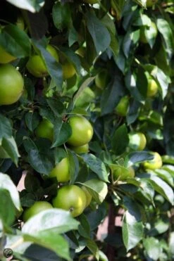 ECOStyle Vinassekali Organische Meststof - Vuor Kaliumtekort - Voor Moestuin, Siertuin En Fruit - Hoger Weerstand Tegen Droogte & Vorst - 15M² - 800 GR -Tuinwinkel Voor Buitenartikelen 800x1200 67