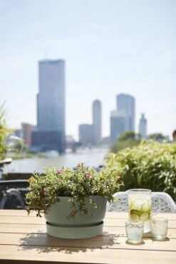 Elho Greenville Schaal 33 - Bloempot Voor Buiten - Ø 32.5 X H 19.4 Cm - Groen/Blad Groen 10 Elho Greenville Schaal 33 - Bloempot Voor Buiten - Ø 32.5 X H 19.4 Cm - Groen/Blad Groen -Tuinwinkel Voor Buitenartikelen 800x1200 96