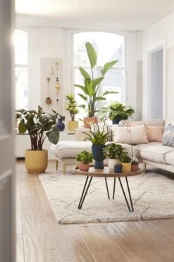 Elho Vibes Fold Rond Wielen 35 - Bloempot Voor Binnen - Ø 34.9 X H 32.4 Cm - Delicaat Roze 20 Elho Vibes Fold Rond Wielen 35 - Bloempot Voor Binnen - Ø 34.9 X H 32.4 Cm - Delicaat Roze -Tuinwinkel Voor Buitenartikelen 800x1200 98