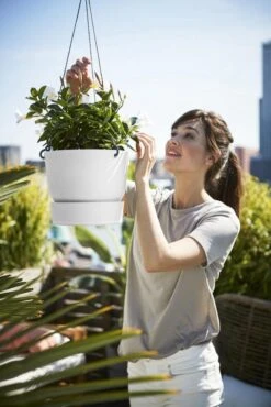 Elho Greenville Hangschaal 24 - Bloempot Voor Balkonbuiten - Ø 23.5 X H 20.5 Cm - Zwart/Living Black -Tuinwinkel Voor Buitenartikelen 801x1200 13