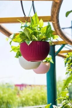 Hangpot Kunststof – Bloempot Hangend – Binnen & Buiten- Plantenhanger –Incl. Afvoerstop – 26 Cm - Zwart 7 Hangpot Kunststof – Bloempot Hangend – Binnen & Buiten- Plantenhanger –Incl. Afvoerstop – 26 Cm - Zwart -Tuinwinkel Voor Buitenartikelen 801x1200 15