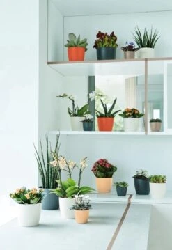 Elho B.for Soft Rond 35 - Bloempot Voor Binnen - Ø 34.5 X H 32.3 Cm - Antraciet -Tuinwinkel Voor Buitenartikelen 825x1200 4