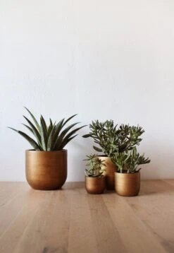 Capi Europe - Set Van 4 - Bloempot Binnen - Retro - - Goud - Bloempot Voor Binnen - BOX-BRTG-4 8 Capi Europe - Set Van 4 - Bloempot Binnen - Retro - - Goud - Bloempot Voor Binnen - BOX-BRTG-4 -Tuinwinkel Voor Buitenartikelen 829x1200 2