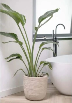 Capi Europe - Bloempot Bol Waste Rib NL - 35x34 - Terrazzo Beige - Voor Binnen En Buiten - KTBR932 18 Capi Europe - Bloempot Bol Waste Rib NL - 35x34 - Terrazzo Beige - Voor Binnen En Buiten - KTBR932 -Tuinwinkel Voor Buitenartikelen 837x1200 4