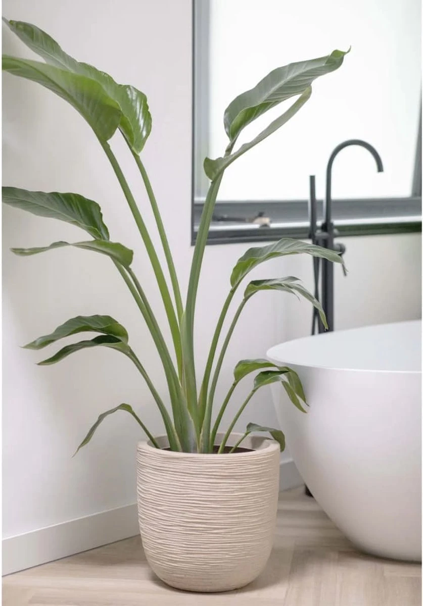 Capi Europe - Bloempot Bol Waste Rib NL - 35x34 - Terrazzo Beige - Voor Binnen En Buiten - KTBR932 7 Capi Europe - Bloempot Bol Waste Rib NL - 35x34 - Terrazzo Beige - Voor Binnen En Buiten - KTBR932 - Afbeelding 7