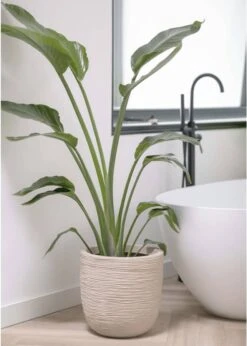 Capi Europe - Bloempot Bol Waste Rib NL - 43x41 - Terrazzo Beige - Voor Binnen En Buiten - KTBR933 18 Capi Europe - Bloempot Bol Waste Rib NL - 43x41 - Terrazzo Beige - Voor Binnen En Buiten - KTBR933 -Tuinwinkel Voor Buitenartikelen 856x1200 2