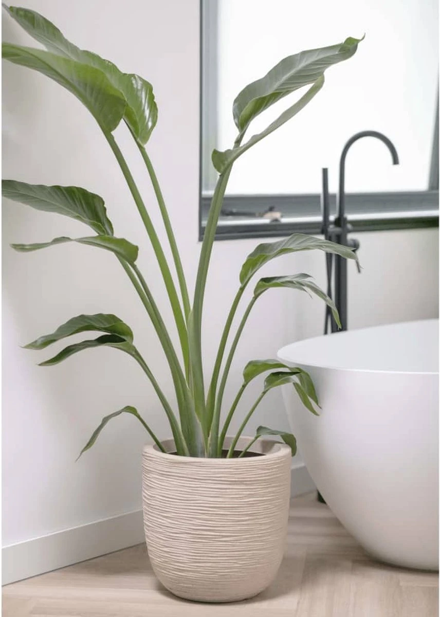 Capi Europe - Bloempot Bol Waste Rib NL - 43x41 - Terrazzo Beige - Voor Binnen En Buiten - KTBR933 7 Capi Europe - Bloempot Bol Waste Rib NL - 43x41 - Terrazzo Beige - Voor Binnen En Buiten - KTBR933 - Afbeelding 7