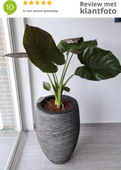 Capi Europe - Vaas Elegant Deluxe Rib NL - 40x60 - Antraciet - Voor Binnen En Buiten - KOFZ1131 16 Capi Europe - Vaas Elegant Deluxe Rib NL - 40x60 - Antraciet - Voor Binnen En Buiten - KOFZ1131 -Tuinwinkel Voor Buitenartikelen 858x1200 2