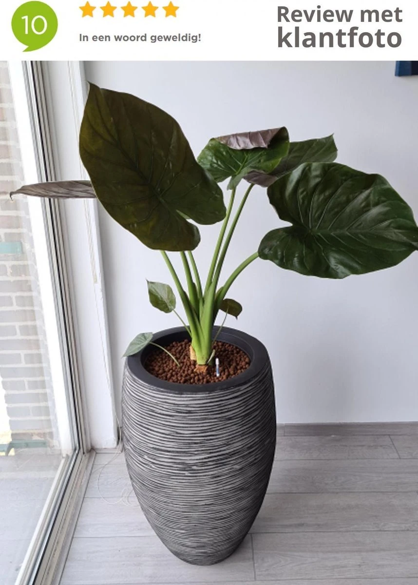 Capi Europe - Vaas Elegant Deluxe Rib NL - 40x60 - Antraciet - Voor Binnen En Buiten - KOFZ1131 8 Capi Europe - Vaas Elegant Deluxe Rib NL - 40x60 - Antraciet - Voor Binnen En Buiten - KOFZ1131 - Afbeelding 8