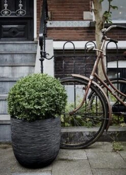 Capi Europe - Bloempot Bol Rib NL - 35x34 - Zwart - Voor Binnen En Buiten - KBLR932 28 Capi Europe - Bloempot Bol Rib NL - 35x34 - Zwart - Voor Binnen En Buiten - KBLR932 -Tuinwinkel Voor Buitenartikelen 864x1200 1