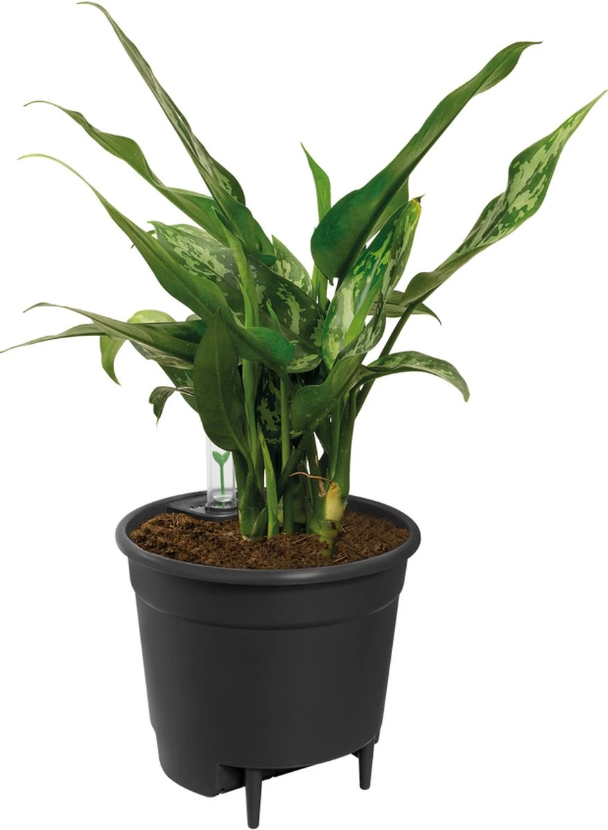 Elho Self-watering Insert 17 - Accessoires Voor Binnenaccessoires - Ø 17.0 X H 15.8 Cm - Zwart/Living Black 2 Elho Self-watering Insert 17 - Accessoires Voor Binnenaccessoires - Ø 17.0 X H 15.8 Cm - Zwart/Living Black - Afbeelding 2