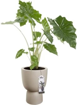 Elho Pure Coupe 35 - Bloempot Voor Binnen & Buiten - Ø 34.9 X H 49.0 Cm - Beige/Balanced Beige -Tuinwinkel Voor Buitenartikelen 880x1200 6