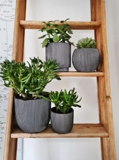 Capi Europe - Set Van 4 - Bloempot Binnen - Groove - Antraciet -Tuinwinkel Voor Buitenartikelen 899x1200 6