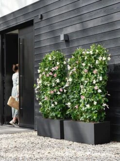 Elho Vivo Next Lang 60 - Bloempot Voor Binnen & Buiten - Ø 59.0 X H 29.2 Cm - Zwart/Living Black 26 Elho Vivo Next Lang 60 - Bloempot Voor Binnen & Buiten - Ø 59.0 X H 29.2 Cm - Zwart/Living Black -Tuinwinkel Voor Buitenartikelen 900x1200 22