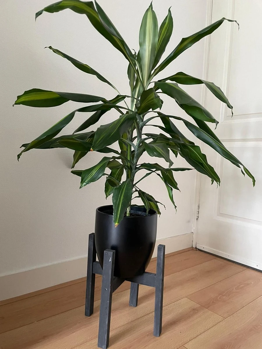 Plantenstandaard Binnen - Diameter Tot 24 Cm - Plantenkruk - Bloempotten Voor Binnen - Plantentafeltje Voor Binnen - Bloempot Standaard | Plantenstandaard - Hout - Mat Zwart 3 Plantenstandaard Binnen - Diameter Tot 24 Cm - Plantenkruk - Bloempotten Voor Binnen - Plantentafeltje Voor Binnen - Bloempot Standaard | Plantenstandaard - Hout - Mat Zwart - Afbeelding 3