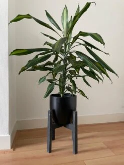 Plantenstandaard Binnen - Diameter Tot 24 Cm - Plantenkruk - Bloempotten Voor Binnen - Plantentafeltje Voor Binnen - Bloempot Standaard | Plantenstandaard - Hout - Mat Zwart 7 Plantenstandaard Binnen - Diameter Tot 24 Cm - Plantenkruk - Bloempotten Voor Binnen - Plantentafeltje Voor Binnen - Bloempot Standaard | Plantenstandaard - Hout - Mat Zwart -Tuinwinkel Voor Buitenartikelen 900x1200 31