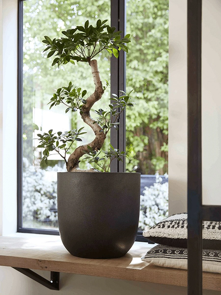 Capi Europe - Bloempot Bol Smooth NL - 54x52 - Zwart - Voor Binnen En Buiten - KBL935 11 Capi Europe - Bloempot Bol Smooth NL - 54x52 - Zwart - Voor Binnen En Buiten - KBL935 - Afbeelding 11