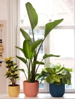 Elho Vibes Fold Rond Wielen 35 - Bloempot Voor Binnen - Ø 34.9 X H 32.4 Cm - Delicaat Roze 27 Elho Vibes Fold Rond Wielen 35 - Bloempot Voor Binnen - Ø 34.9 X H 32.4 Cm - Delicaat Roze -Tuinwinkel Voor Buitenartikelen 911x1200 1