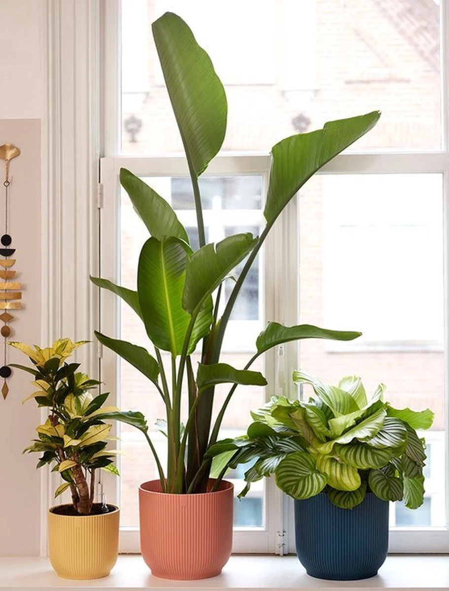 Elho Vibes Fold Rond Wielen 35 - Bloempot Voor Binnen - Ø 34.9 X H 32.4 Cm - Delicaat Roze 11 Elho Vibes Fold Rond Wielen 35 - Bloempot Voor Binnen - Ø 34.9 X H 32.4 Cm - Delicaat Roze - Afbeelding 11