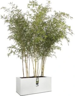 Elho Vivo Structure Finish Lang 90 - Plantenbak Voor Binnen & Buiten - Ø 88 X H 41 - Wit -Tuinwinkel Voor Buitenartikelen 931x1200