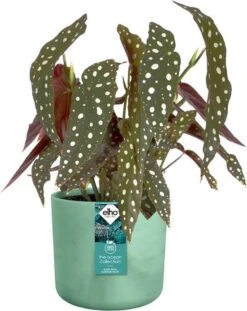 Elho The Ocean Collection Round 22cm - Bloempot Voor Binnen - 100% Gerecycled Materiaal - Gemaakt Met Zeeafval - Ø 22.3 X H 20.4 Cm - Pacifisch Groen 17 Elho The Ocean Collection Round 22cm - Bloempot Voor Binnen - 100% Gerecycled Materiaal - Gemaakt Met Zeeafval - Ø 22.3 X H 20.4 Cm - Pacifisch Groen -Tuinwinkel Voor Buitenartikelen 952x1200