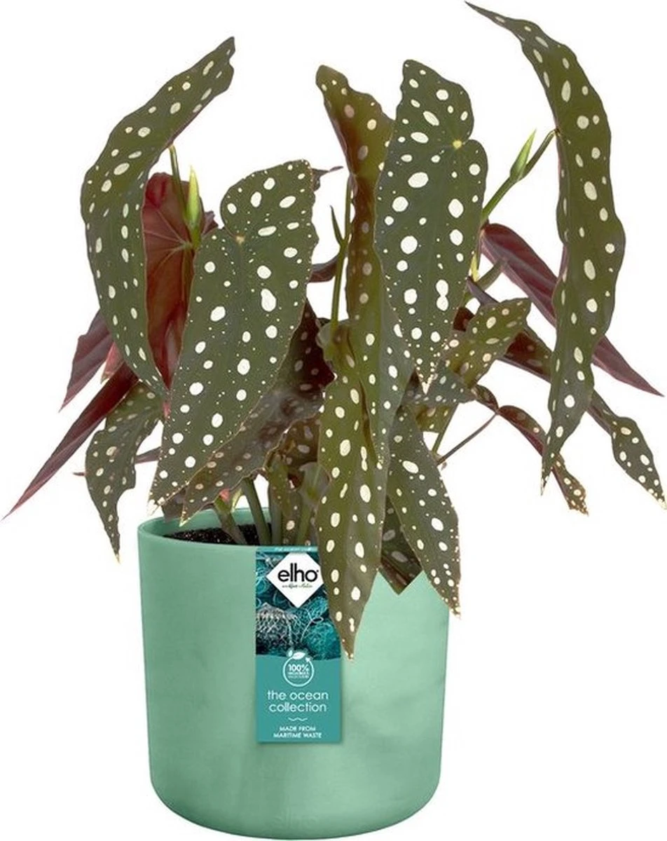 Elho The Ocean Collection Round 22cm - Bloempot Voor Binnen - 100% Gerecycled Materiaal - Gemaakt Met Zeeafval - Ø 22.3 X H 20.4 Cm - Pacifisch Groen 7 Elho The Ocean Collection Round 22cm - Bloempot Voor Binnen - 100% Gerecycled Materiaal - Gemaakt Met Zeeafval - Ø 22.3 X H 20.4 Cm - Pacifisch Groen - Afbeelding 7