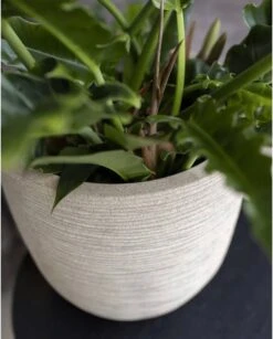 Capi Europe - Bloempot Bol Waste Rib NL - 35x34 - Terrazzo Beige - Voor Binnen En Buiten - KTBR932 17 Capi Europe - Bloempot Bol Waste Rib NL - 35x34 - Terrazzo Beige - Voor Binnen En Buiten - KTBR932 -Tuinwinkel Voor Buitenartikelen 967x1200 1