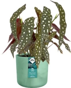 Elho The Ocean Collection Round 22cm - Bloempot Voor Binnen - 100% Gerecycled Materiaal - Gemaakt Met Zeeafval - Ø 22.3 X H 20.4 Cm - Pacifisch Groen 21 Elho The Ocean Collection Round 22cm - Bloempot Voor Binnen - 100% Gerecycled Materiaal - Gemaakt Met Zeeafval - Ø 22.3 X H 20.4 Cm - Pacifisch Groen -Tuinwinkel Voor Buitenartikelen 969x1200 7